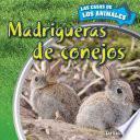 Madrigueras de conejos (Inside Rabbit Burrows)